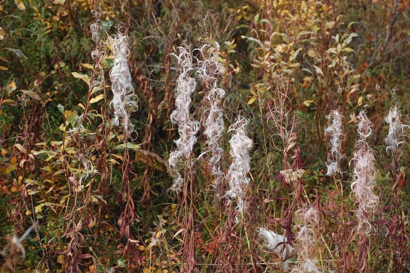 Fireweed gone to seed