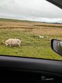 Roadside sheep