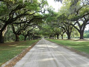 Avenue of Oaks