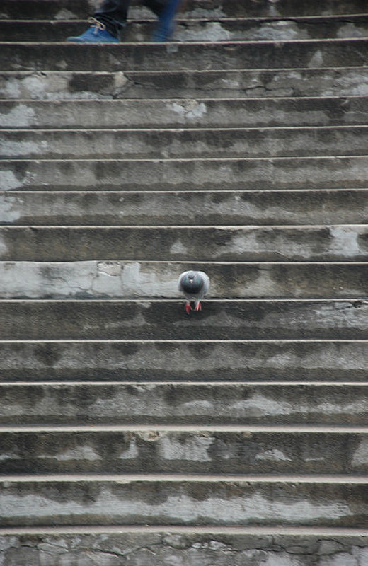 Stair hopping Pigeon