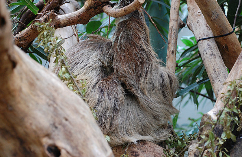 A close up sloth!