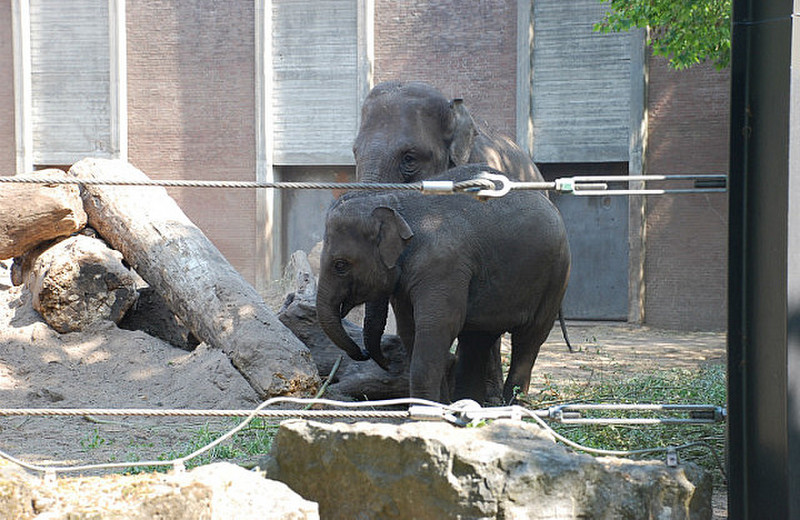 Trouble causing elephants
