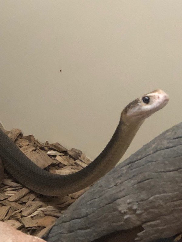 The one Aussie you never want to meet in the wild- Mr. Taipan