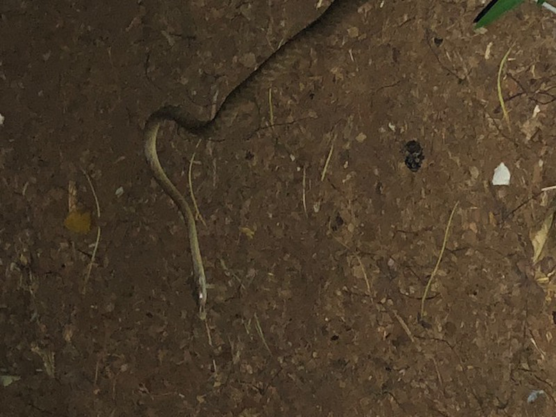 Brown headed tree snake (slightly venomous) but very tame