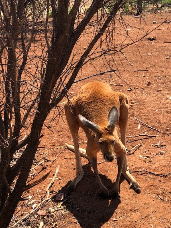 Kanga at Alice Springs Desert park