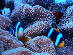 Clown fish and Anemone on the outter GBR