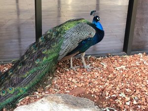 peacock by our room in Alice springs