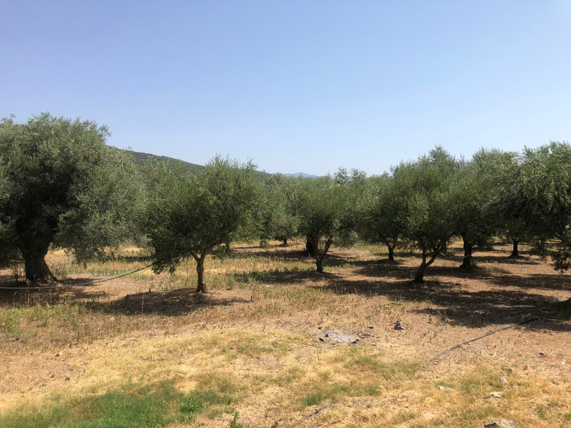 Visit to the Olive plantation on Monemvassia -3,000 trees