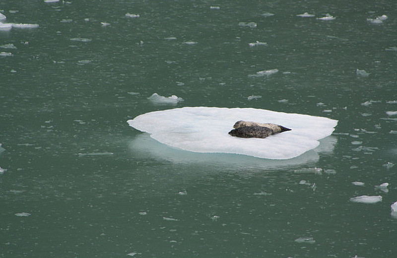 Seals on the ice