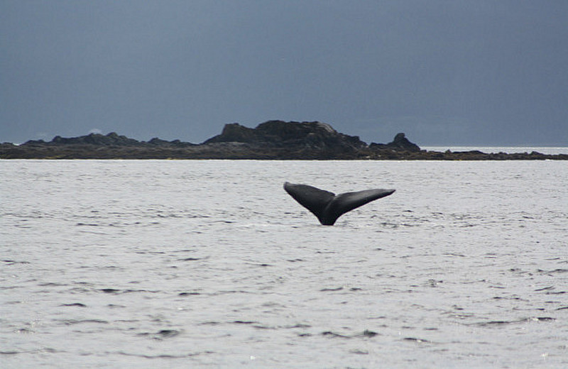 Humpback WhaleTail