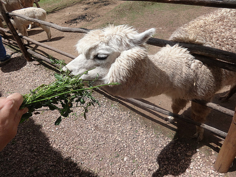 Feeding a Llama