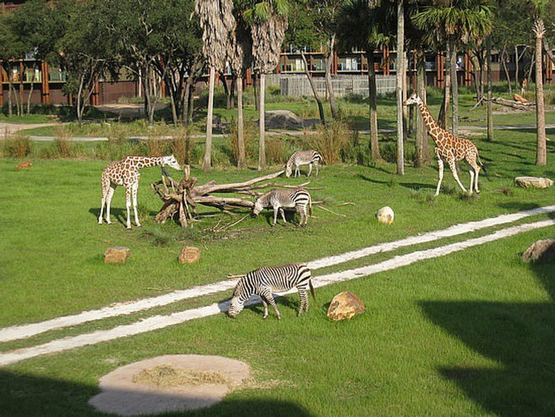 Animals on the Savannah