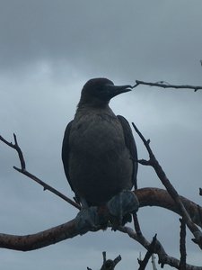 Juvenile Red footed Booby
