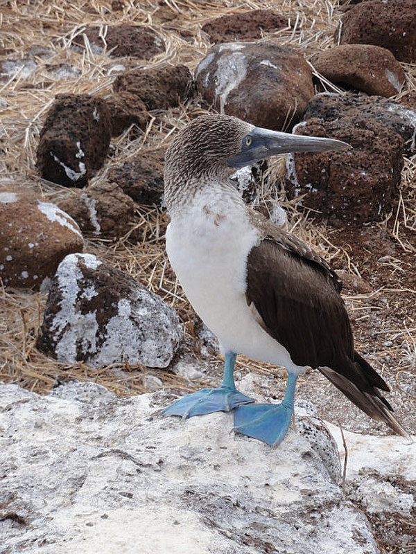 Blue Footied Booby