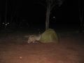 The Emu Investingating Carl&#39;s Tent