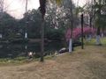 Xihu pond
