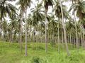 Many Palms Forest