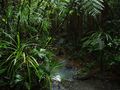 Rain Forest Trail
