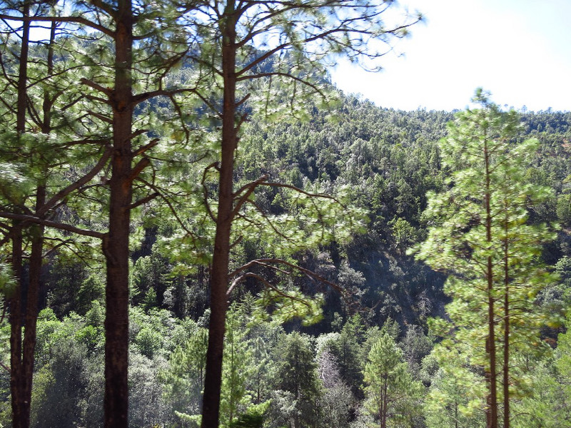 Pine and cedar trees at top of canyons