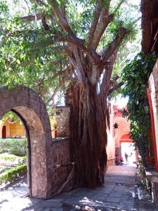 Tree at steep hotel  entrance