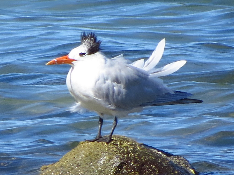 Royal Tern on bad hair day.