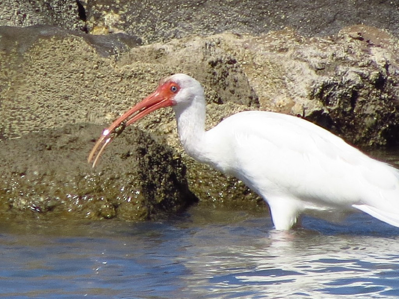 White Ibis with crab