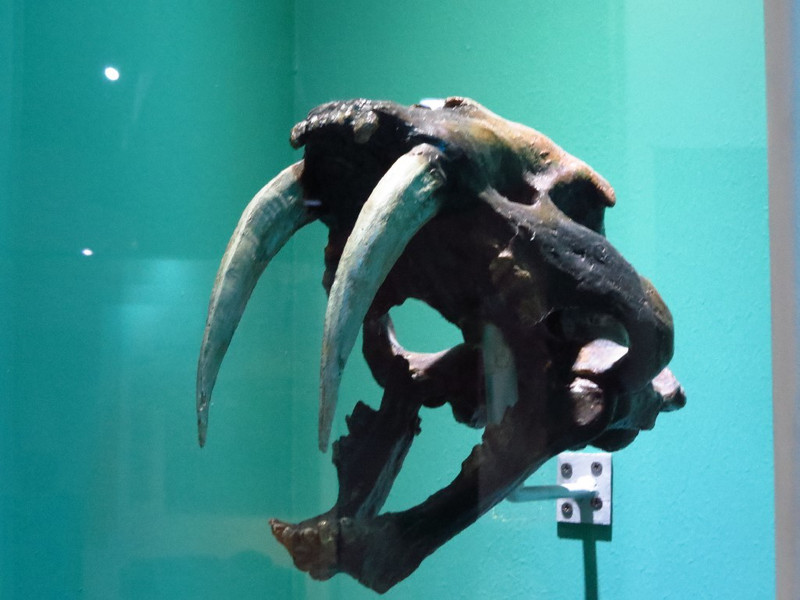 Skull of Sabre Toothed Tiger found locally.