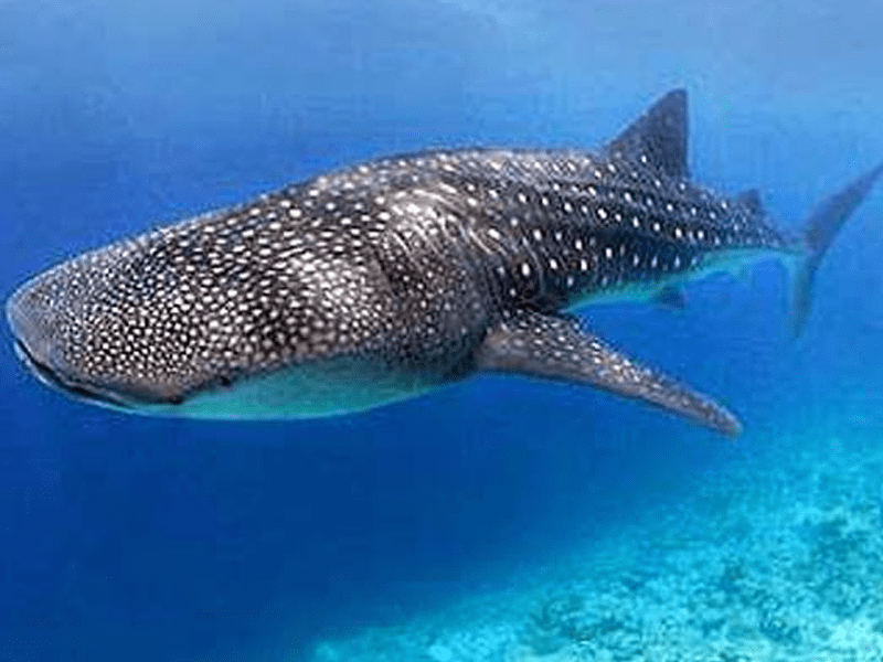 Good picture of Whale Shark