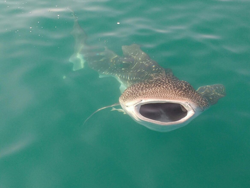 Mouth of Whale Shark