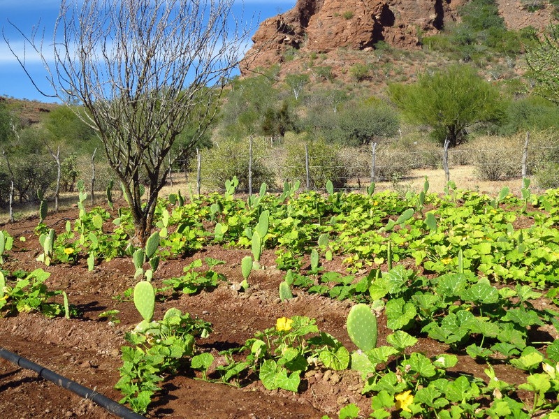 Trinidad Canyon ranch, edible cactus (nopales) planted in rows with squash.