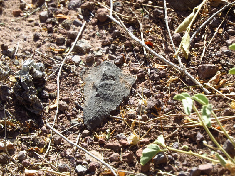 Stone axe found at Trinity Canyon ranch.