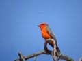 Stunning vermilion flycatchers are very common.
