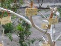 In Mission garden, tree with messages asking for forgiveness, strength, humility etc.