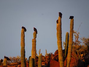 Vultures gathering before they roost in trees at dark.