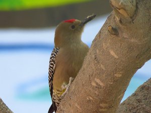Gila woodpecker, very common.