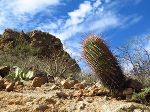 A large barrel cactus.
