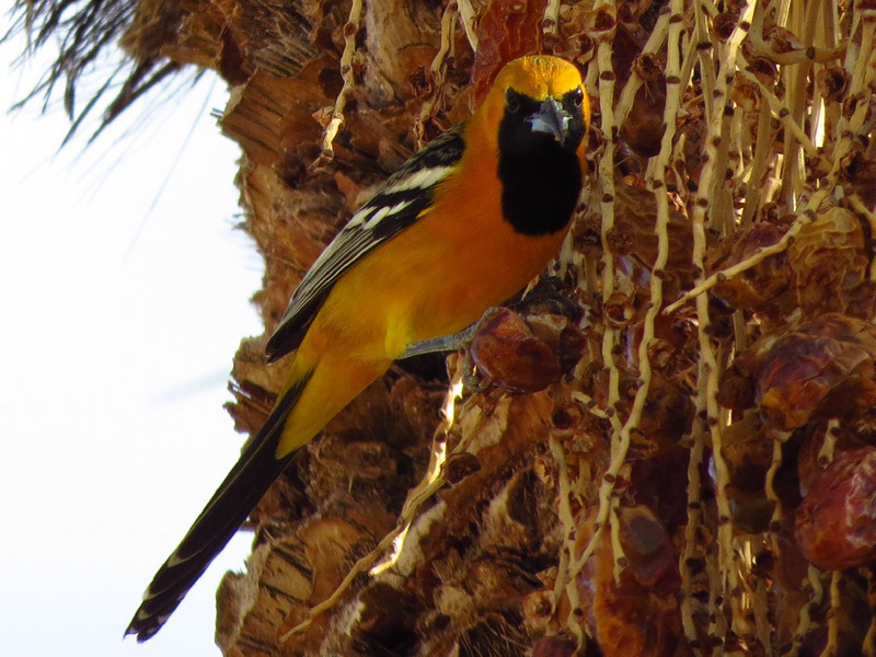 Hooded Oriole in square
