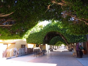 Loreto square with topiary trees and cobblestones.