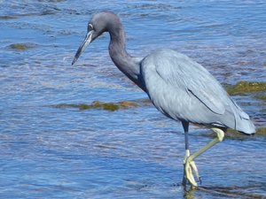 The bluest Blue Heron i have seen.