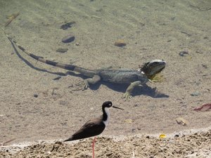 Another iguana caused some concern for Stilt bird.