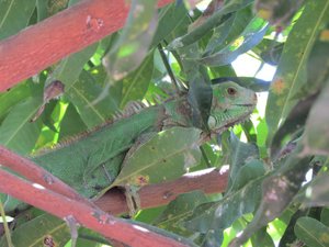 Green iguana is kitchen visitor