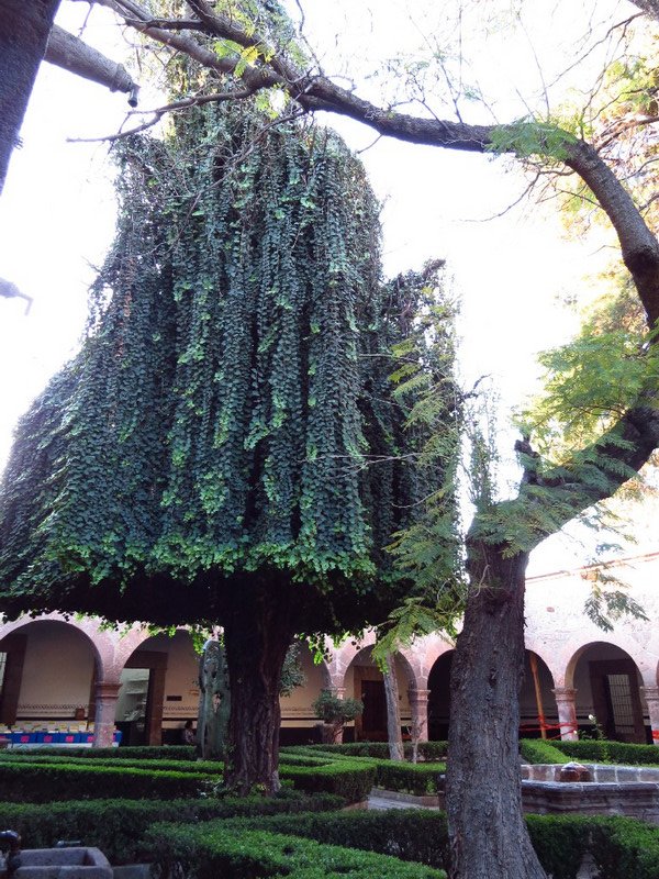 Tree in patio courtyard of Conservatorio de la Rosa