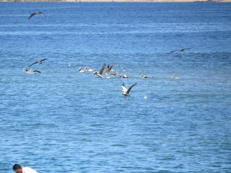 Pelicans constantly dive for fish.
