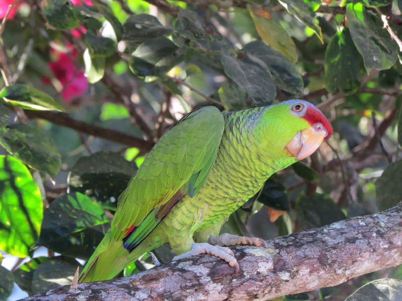 A Mexican parrot.