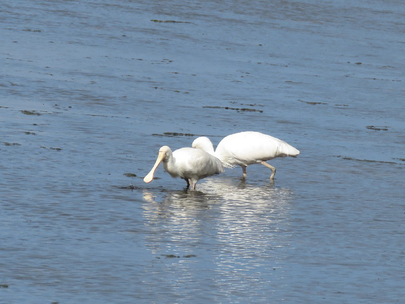 Spotted a pair of Spoonbills