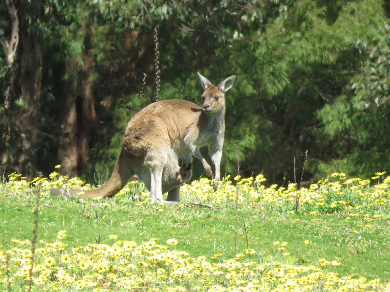 Kangaroo with joey among the wild flowers
