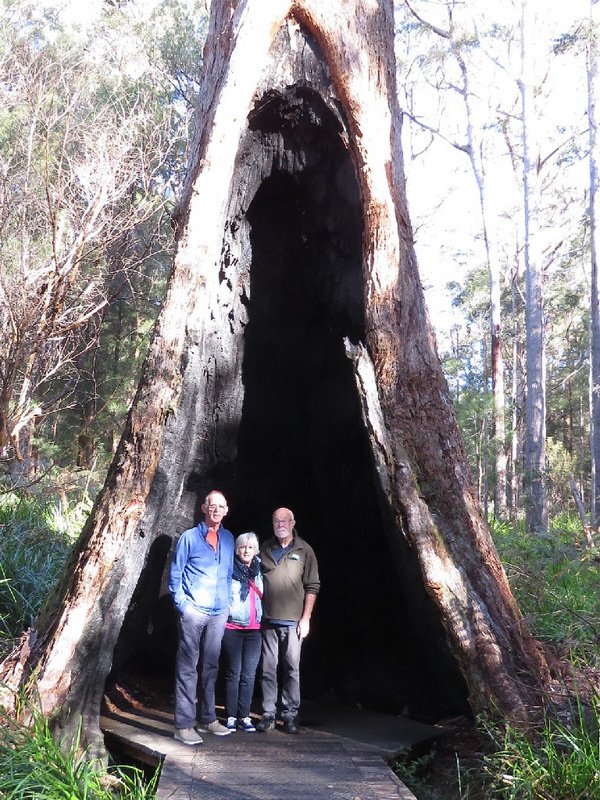 Huge Tingle trees often have openings in base of trunk
