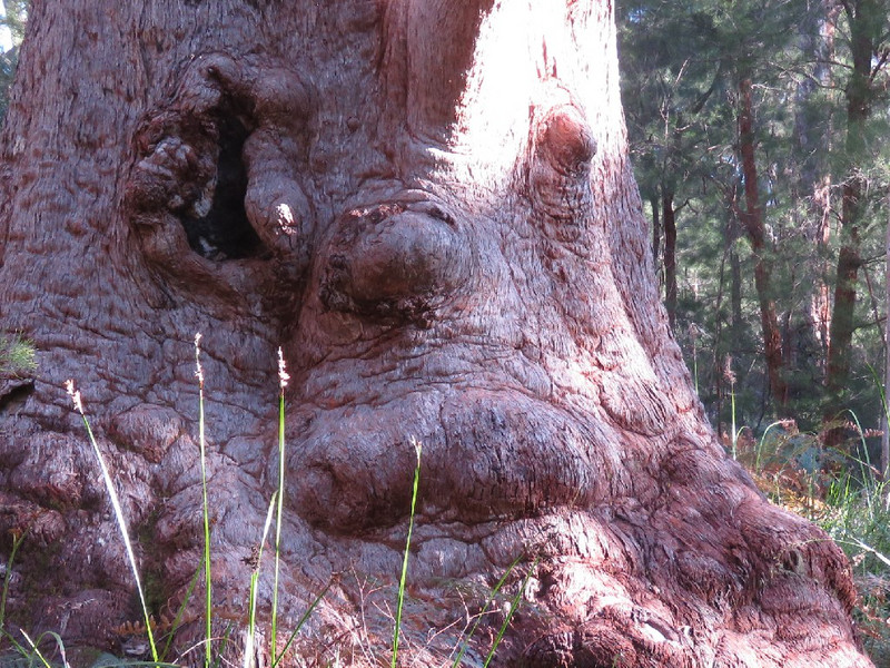 Grandma Tingle tree, can you see face?