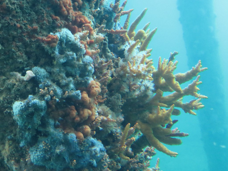 Coral on jetty supports under sea