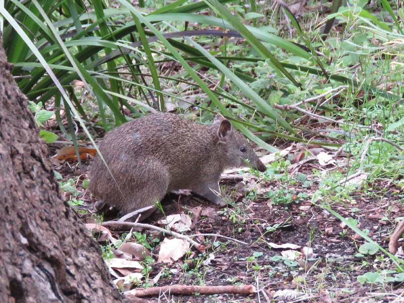 Finally spotted the elusive Bandicoot